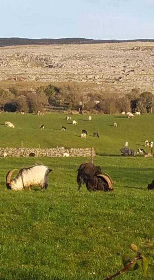 Burren Rock Farmhouse B&B Turlough (Clare) Exterior foto